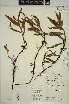 spécimen de Persicaria amphibia