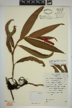 spécimen de Persicaria amphibia