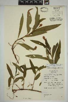 spécimen de Persicaria amphibia