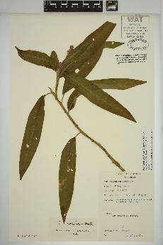 spécimen de Persicaria amphibia