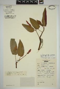 spécimen de Persicaria amphibia
