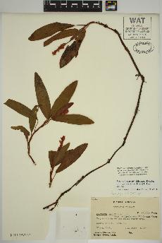 spécimen de Persicaria amphibia