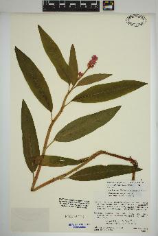 spécimen de Persicaria amphibia