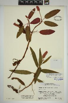 spécimen de Persicaria amphibia
