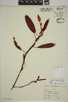 spécimen de Persicaria amphibia