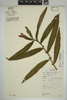 spécimen de Persicaria amphibia