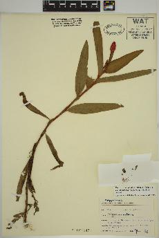 spécimen de Persicaria amphibia