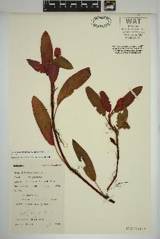 spécimen de Persicaria amphibia