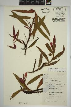 spécimen de Persicaria amphibia