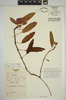 spécimen de Persicaria amphibia