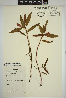 spécimen de Persicaria amphibia
