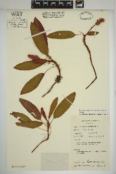 spécimen de Persicaria amphibia