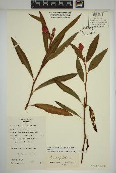 spécimen de Persicaria amphibia