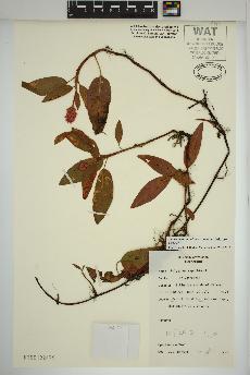 spécimen de Persicaria amphibia