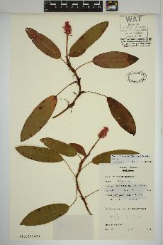 spécimen de Persicaria amphibia
