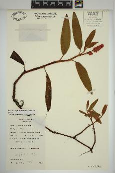 spécimen de Persicaria amphibia