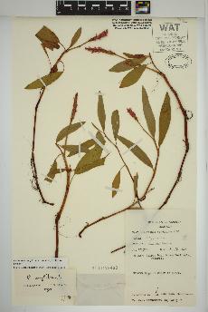spécimen de Persicaria amphibia