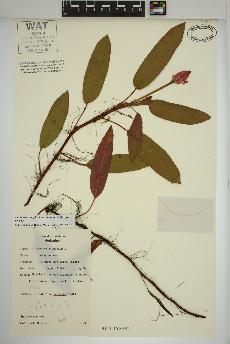 spécimen de Persicaria amphibia