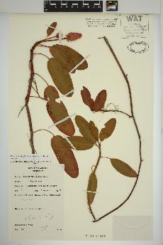spécimen de Persicaria amphibia