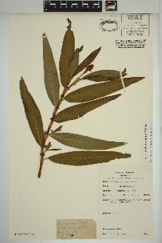 spécimen de Persicaria amphibia