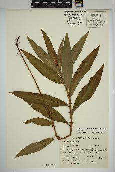 spécimen de Persicaria amphibia