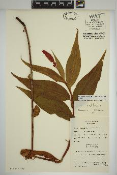 spécimen de Persicaria amphibia