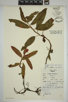 spécimen de Persicaria amphibia