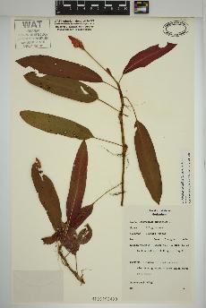 spécimen de Persicaria amphibia