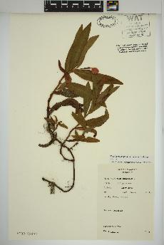 spécimen de Persicaria amphibia