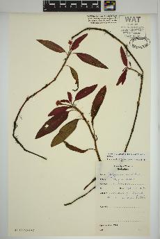 spécimen de Persicaria amphibia