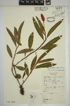 spécimen de Persicaria amphibia