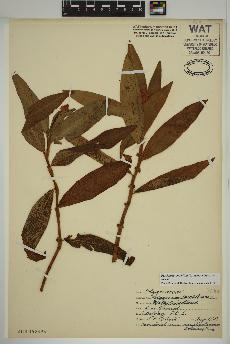 spécimen de Persicaria amphibia