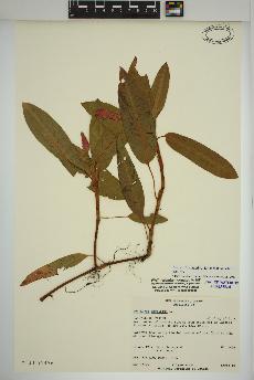 spécimen de Persicaria amphibia