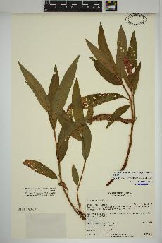 spécimen de Persicaria amphibia
