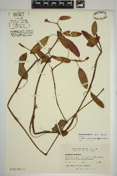 spécimen de Persicaria amphibia