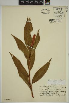 spécimen de Persicaria amphibia