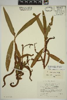 spécimen de Persicaria amphibia