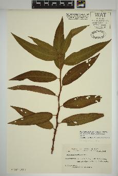 spécimen de Persicaria amphibia