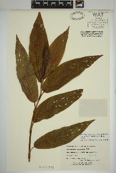 spécimen de Persicaria amphibia