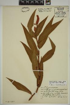 spécimen de Persicaria amphibia