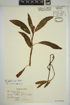 spécimen de Persicaria amphibia