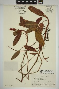 spécimen de Persicaria amphibia