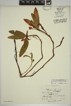 spécimen de Persicaria amphibia
