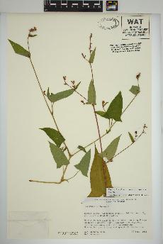 spécimen de Persicaria arifolia