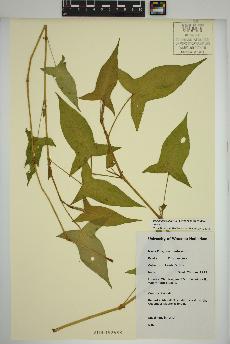 spécimen de Persicaria arifolia