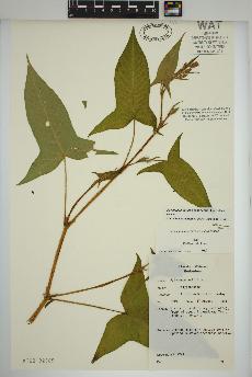 spécimen de Persicaria arifolia