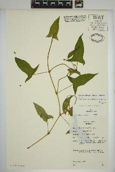 spécimen de Persicaria arifolia