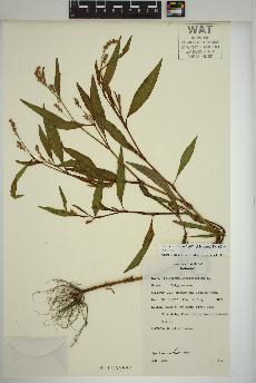 spécimen de Persicaria lapathifolia