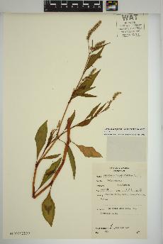 spécimen de Persicaria lapathifolia