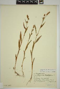 spécimen de Persicaria lapathifolia